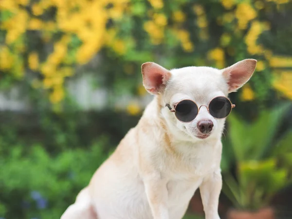 Close Obraz Brązowe Krótkie Włosy Pies Chihuahua Noszenie Okularów Przeciwsłonecznych — Zdjęcie stockowe