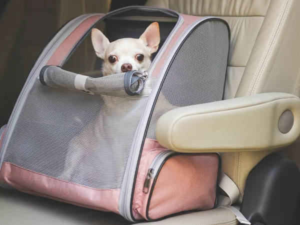 Araba koltuğunda açık pencereleri olan, evcil hayvan taşıyıcı sırt çantasında oturan mutlu kahverengi saçlı chihuahua köpeği portresi. Evcil hayvan konseptiyle güvenli seyahat.