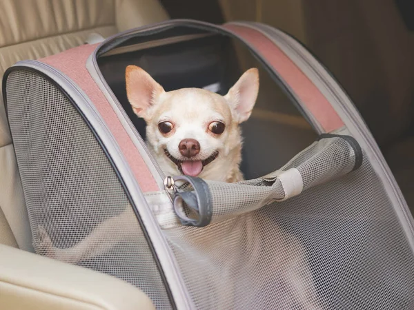 Portrait of happy brown short hair chihuahua dog sitting in  pet carrier backpack with opened windows in car seat. Safe travel with pets concept.
