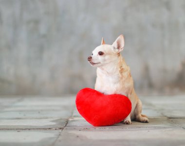 Portrait of brown short hair Chihuahua dogs sitting  with red heart shape pillow on blurred tile floor and  cement wall Valentine's day concept.