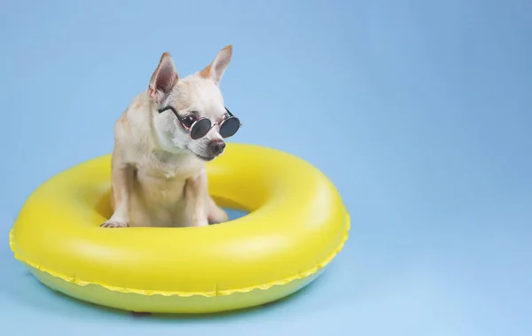 Widok Przodu Brązowe Krótkie Włosy Pies Chihuahua Noszenie Okularów Przeciwsłonecznych — Zdjęcie stockowe