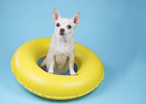 Portrait Cute Brown Short Hair Chihuahua Dog Sitting Yellow Swimming — Zdjęcie stockowe