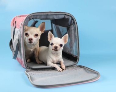 İki farklı boyutta Chihuahua köpeğinin portresi mavi arka planda gezgin evcil hayvan çantasının içinde kameraya bakıyor. Evcil hayvanlarla güvenli yolculuk. İzole edilmiş.