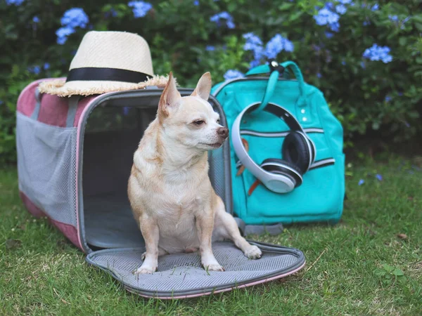 Retrato Perro Chihuahua Marrón Sentado Frente Bolso Transporte Mascotas Viajero Imagen De Stock
