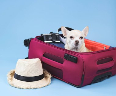 Portrait of brown  short hair  Chihuahua dog sitting in pink suitcase with travelling accessories, straw hat, camera and headphones,  isolated on blue background.