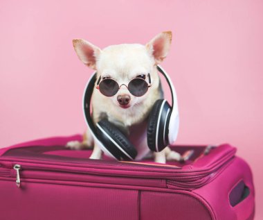 Boynuna güneş gözlüğü ve kulaklık takmış, pembe arka planda pembe bir bavula oturmuş kahverengi bir chihuahua köpeği portresi. Evcil hayvan sahibi ile seyahat etmek istiyor..