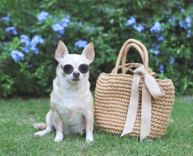 Bahçedeki yeşil çimlerin üzerinde, güneş gözlüğü takmış kahverengi chihuahua köpeğinin portresi. Yola çıkmaya hazır. Hayvanlarla iyi yolculuklar..