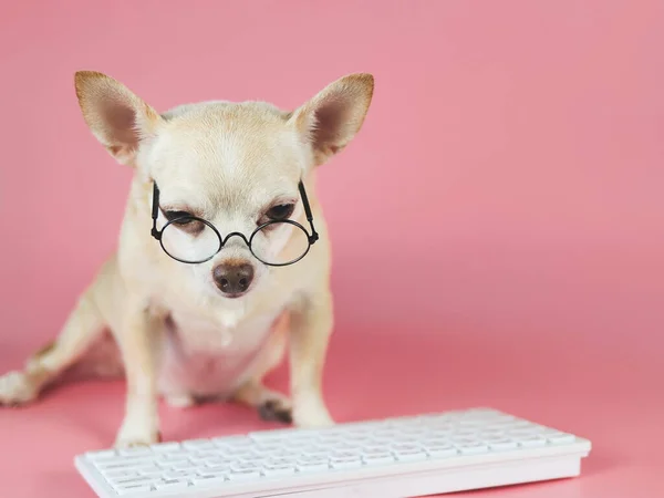 Портрет Коричневой Собаки Чихуахуа Очках Сидящей Клавиатурой Компьютера Розовом Фоне — стоковое фото