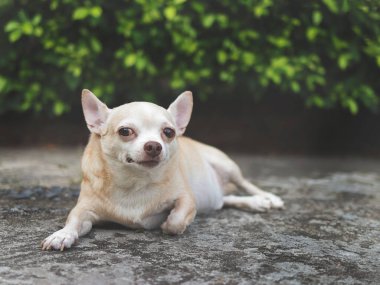Portrait  of a cute brown short hair chihuahua dog lying down on cement floor in the garden, looking at camera.