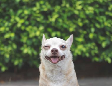 Mutlu ve sağlıklı kısa saçlı Chihuahua köpeğinin portresi çimento zeminde yeşil yapraklı arka planda oturuyor, gülümsüyor ve tek gözünü kırpıyor..