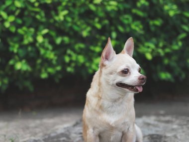 Portrait  of a cute brown short hair chihuahua dog sitting on cement floor in the garden, looking curiously.