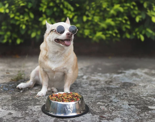 Portrait  of cute brown chihuahua dog wearing sunglasses sitting on  cement floor with dog food bowl in the garden.