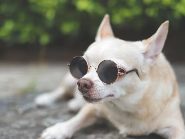 Zamknij Obraz Ładny Brązowy Pies Chihuahua Noszenia Okularów Przeciwsłonecznych Leżących — Zdjęcie stockowe