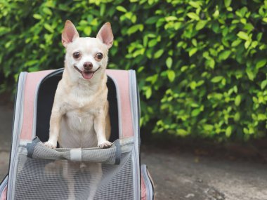 Açık pencereli, gülümseyen ve kameraya bakan bir sırt çantasının içinde duran mutlu kahverengi saçlı chihuahua köpeği portresi..