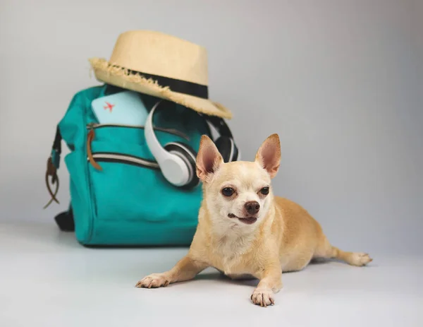 一只可爱的棕色短发奇瓦瓦犬躺在白色背景上 配有旅行配件 耳机和草帽的肖像 — 图库照片