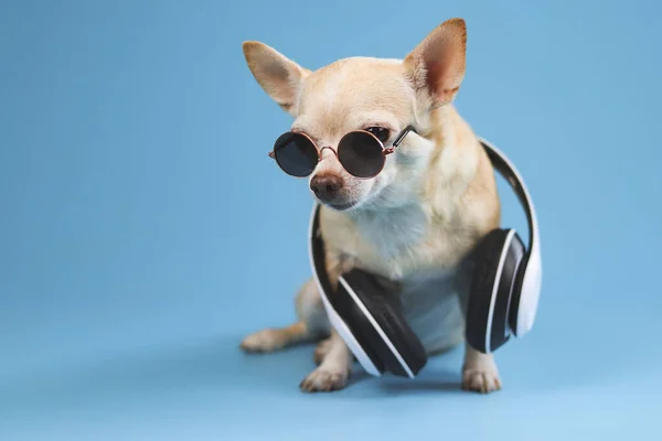 Portret Brązowego Psa Chihuahua Noszącego Okulary Przeciwsłoneczne Słuchawki Szyi Siedzącego — Zdjęcie stockowe