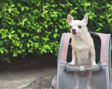 Kahverengi kısa saçlı bir chihuahua köpeğinin açık pencereli bir sırt çantasının içinde duruşu, şaşırtıcı bir şekilde.