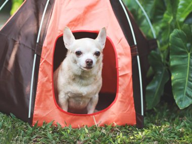 Kahverengi kısa saçlı Chihuahua köpeğinin portresi turuncu kamp çadırında yeşil çimlerde, açık havada kameraya bakıyor. Hayvan gezisi konsepti.