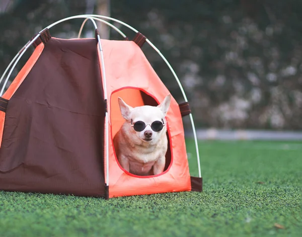 Portrait Brown Short Hair Chihuahua Dog Wearing Sunglasses Sitting Iin — Stock Fotó