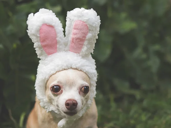 Portrait Brown Short Hair Chihuahua Dog Dressed Easter Bunny Costume — Stock Photo, Image
