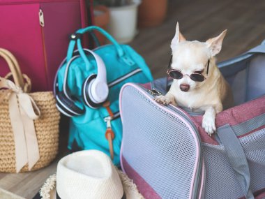 Güneş gözlüğü takan kahverengi kısa saçlı chihuahua köpeğinin portresi seyahat aksesuarlarıyla gezgin hayvan taşıyıcı çantasının içinde duruyor, seyahat etmeye hazır. Hayvanlarla iyi yolculuklar..