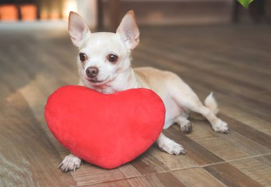 Kahverengi Chihuahua köpeğinin portresi kırmızı kalp şeklinde yastıkla uzanmış, merakla başka tarafa bakıyor. Sevgililer Günü konsepti.