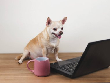 Kahverengi kısa saçlı chihuahua köpeğinin portresi ahşap zeminde bilgisayar defteri ve pembe fincan kahveyle bilgisayar ekranında çalışıyor..
