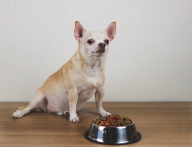 Kahverengi kısa saçlı Chihuahua köpeğinin portresi beyaz arka planda köpek maması kasesinin yanında oturuyor, kameraya bakıyor, yemeğini bekliyor. Evcil hayvan sağlığı veya davranış konsepti