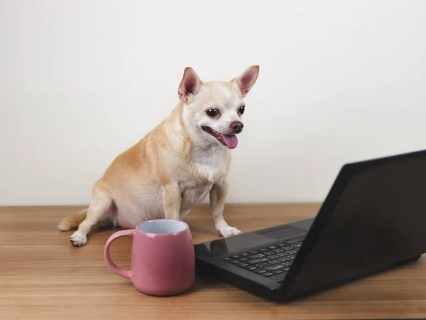 Porträtt Brun Kort Hår Chihuahua Hund Sitter Trägolv Med Dator — Stockfoto