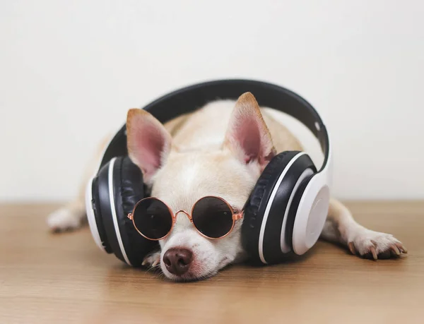 Retrato Cão Chihuahua Marrom Usando Óculos Sol Fones Ouvido Deitado — Fotografia de Stock