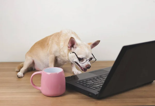 stock image Portrait of brown short hair chihuahua dog wearing eyeglasses  sitting on wooden floor with computer laptop and pink coffee cup, working and looking at computer screen.