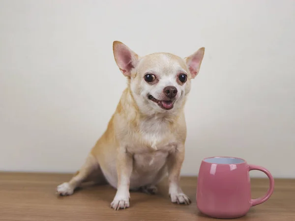 Portrait of brown short hair  Chihuahua dog sitting on wooden table with pink cup of coffee, smiling and looking at camera.