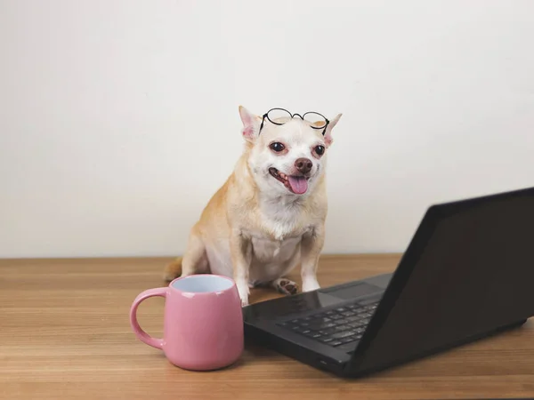 Portret Brązowe Krótkie Włosy Pies Chihuahua Noszenia Okularów Głowie Siedzi Obrazek Stockowy
