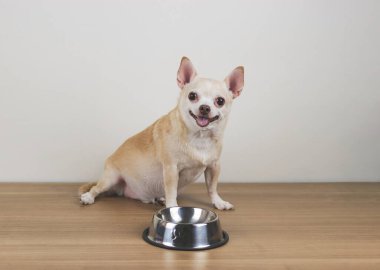 Aç Chihuahua köpeğinin portresi ahşap zeminde boş köpek maması kasesiyle oturuyor, kameraya bakıyor, yemek istiyor..