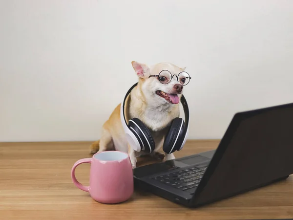Portrait of brown short hair chihuahua dog wearing eyeglasses and headphones around neck sitting on wooden floor with computer notebook and pink coffee cup, working and looking at computer screen.