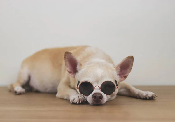 Close Imagem Cão Chihuahua Marrom Sonolento Vestindo Óculos Sol Deitado — Fotografia de Stock