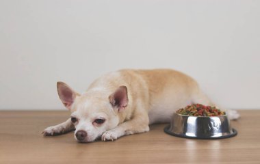 Kahverengi Chihuahua köpeğinin bir kase köpek mamasının yanına uzanmış ve onu görmezden geldiğinin ön görüntüsü. Üzgün ya da hasta bir chihuahua köpeği yemekten sıkılır. Evcil hayvanın sağlığı ve davranışları.