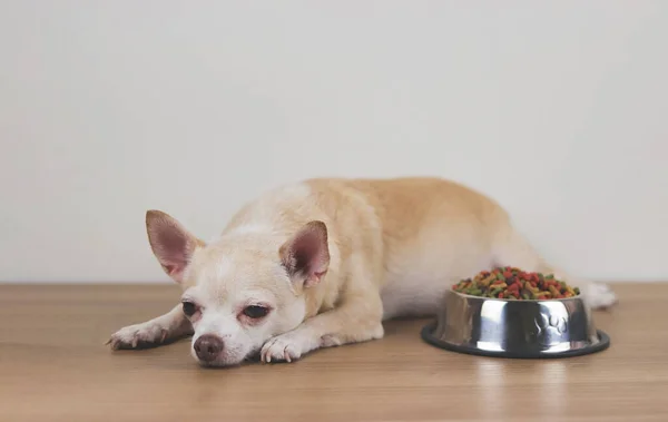 Kahverengi Chihuahua köpeğinin bir kase köpek mamasının yanına uzanmış ve onu görmezden geldiğinin ön görüntüsü. Üzgün ya da hasta bir chihuahua köpeği yemekten sıkılır. Evcil hayvanın sağlığı ve davranışları.