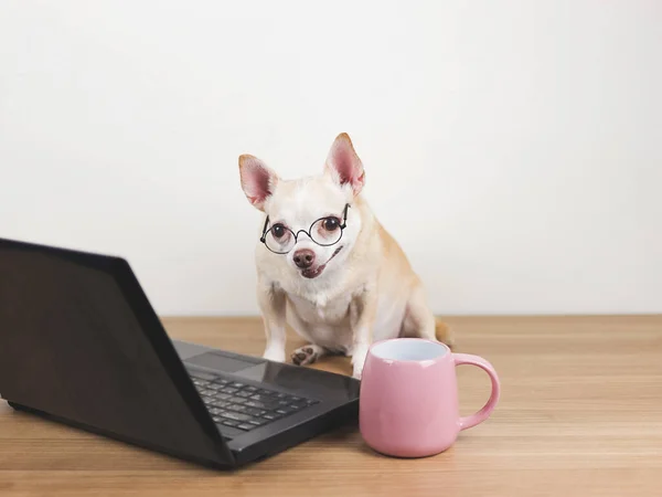 Portrait of brown short hair chihuahua dog wearing eyeglasses  sitting on wooden floor with computer laptop and pink coffee cup, working and looking at computer screen.