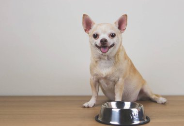 Aç Chihuahua köpeğinin portresi ahşap zeminde boş köpek maması kasesiyle oturuyor, kameraya bakıyor, gülümsüyor ve yemek istiyor..