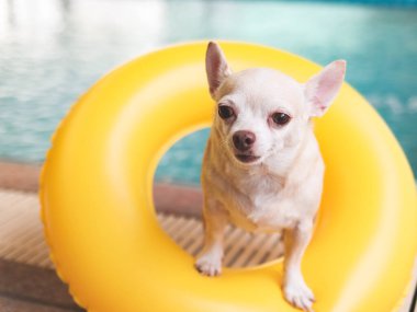 Sarı yüzme ringinde duran kahverengi kısa saçlı chihuahua köpeği portresi ya da yüzme havuzunun yanında şişme. spor ve seyahat konsepti.
