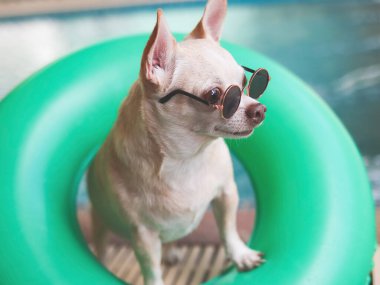 Yeşil yüzme ringinde duran kahverengi kısa saçlı chihuahua köpeğinin portresi ya da yüzme havuzu ile şişirilebilir, uzağa bakın. Hayvan sporu veya seyahat konsepti.