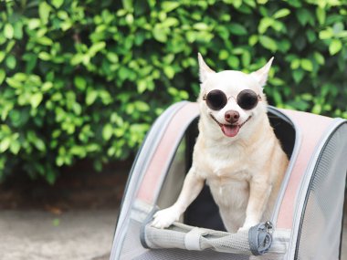 Kahverengi kısa saçlı chihuahua köpeğinin portresi güneş gözlüğü takıyor. Evcil hayvan taşıyıcı çantasının içinde duruyor, pencereleri açık, gülümsüyor ve kameraya bakıyor..