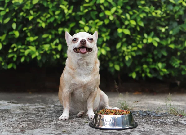 Portret Brązowych Krótkich Włosów Chihuahua Pies Siedzi Cementowej Podłodze Ogrodzie Obrazek Stockowy