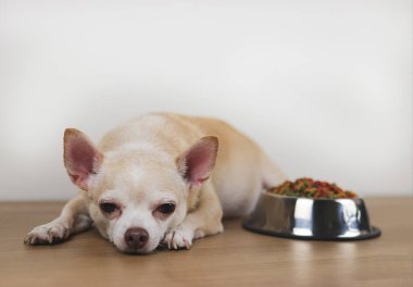 Kahverengi Chihuahua köpeğinin bir kase köpek mamasının yanına uzanmış ve onu görmezden geldiğinin ön görüntüsü. Üzgün ya da hasta chihuahua yemekten sıkılır. Evcil hayvanın sağlığı ve davranışları.