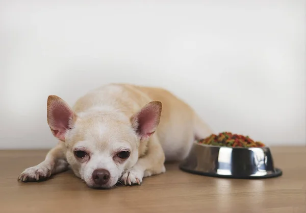 Kahverengi Chihuahua köpeğinin bir kase köpek mamasının yanına uzanmış ve onu görmezden geldiğinin ön görüntüsü. Üzgün ya da hasta chihuahua yemekten sıkılır. Evcil hayvanın sağlığı ve davranışları.