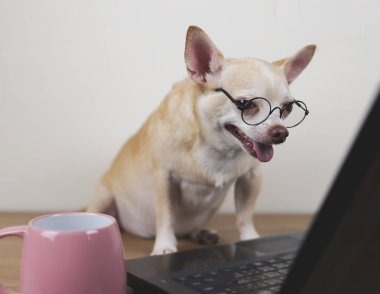 Kahverengi kısa saçlı, gözlüklü köpek portresi ahşap zeminde bilgisayar laptopu ve pembe kahve fincanıyla oturuyor, çalışıyor ve bilgisayar ekranına bakıyor..