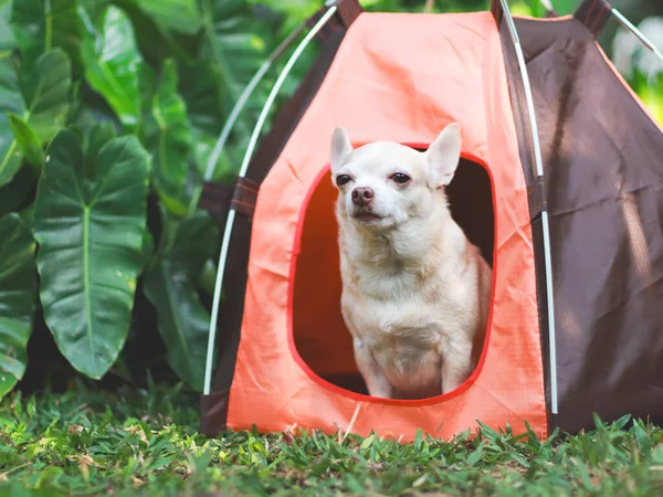 stock image Portrait of brown short hair Chihuahua dog sitting in the orange camping tent on green grass,  outdoor, looking away. Pet travel concept.