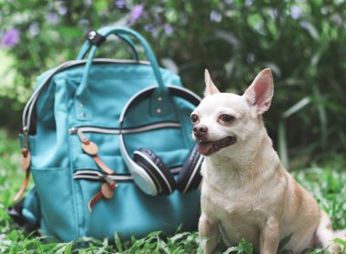 Portrait  of a cute brown short hair chihuahua dog  sitting  on green grass in the garden  with travel accessories, backpack and headphones. travelling  with animal concept.