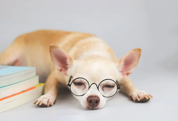 Front View Sleepy Brown Chihuahua Dog Wearing Eye Glasses Lying — Stock Photo, Image